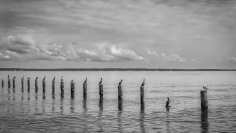 Birds sitting on posts near the shores of Colonial Beach, Virginia.